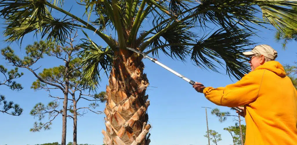 Tree Removal Strathalbyn